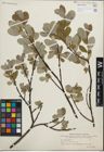 Foto von Salix glauca L.